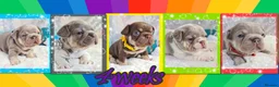 French Bulldog dogs for sale: Quality Puppies from highly health tested Parents - Advert 4