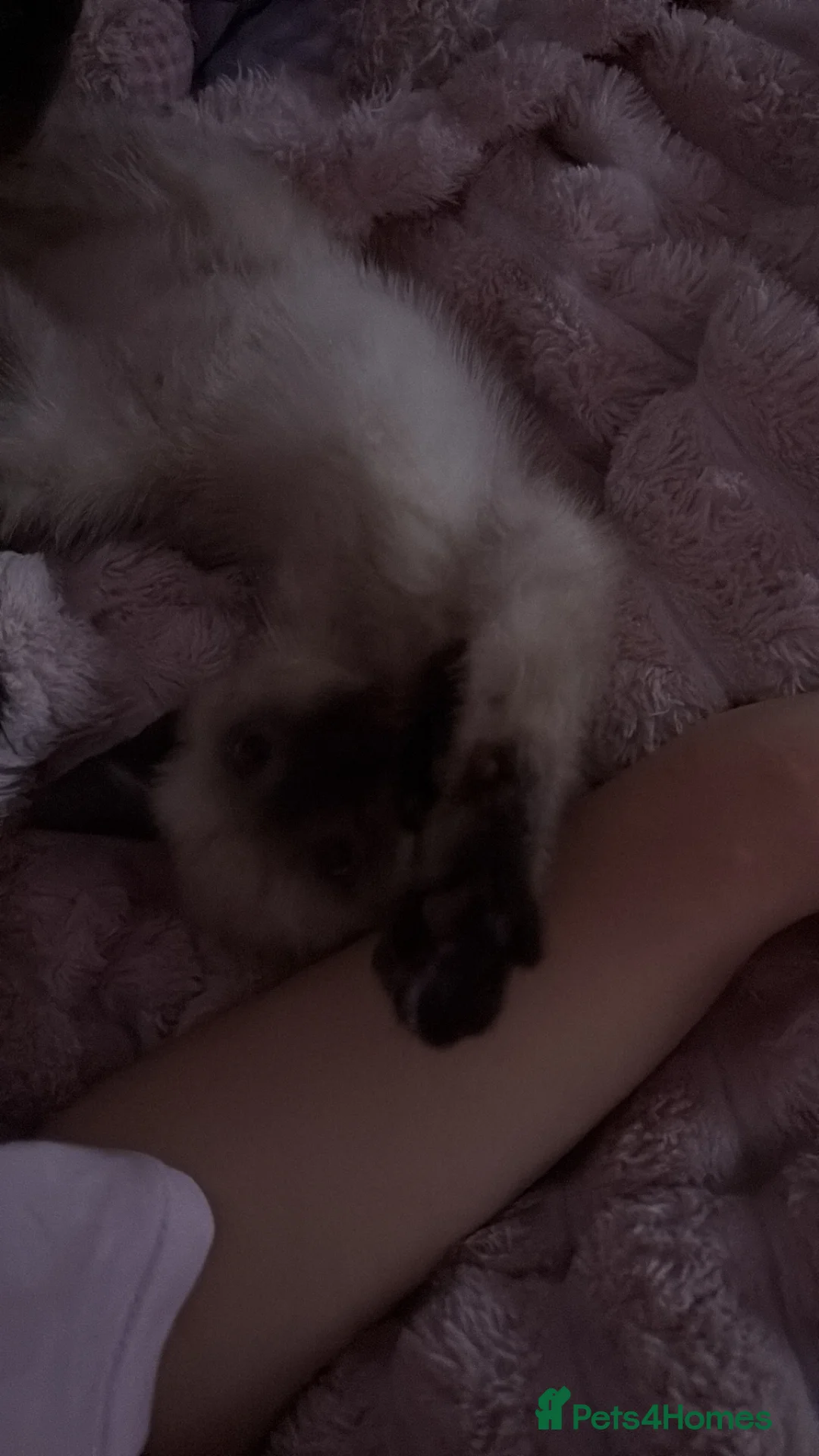 Ragdoll cats for sale: Ragdoll line mix, coming with all necessities - Advert 6