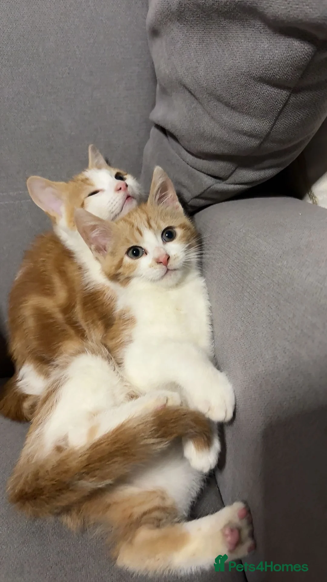 Mixed Breed cats for sale: X4 beautiful ginger kittens - Ready for rehoming - Advert 4