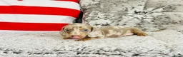 Miniature Dachshund dogs for sale: Beautiful miniature dachshund puppies - Advert 33