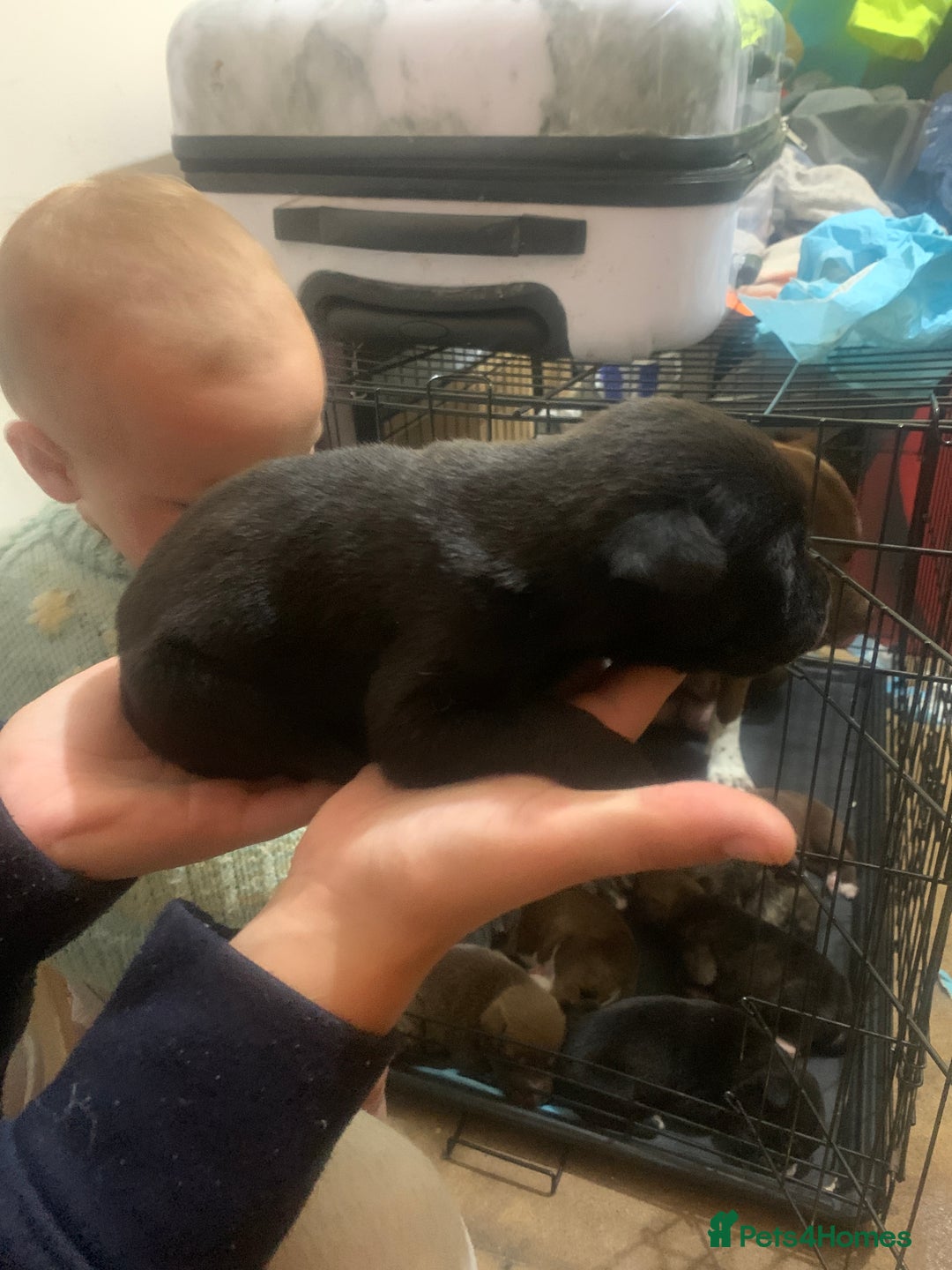 Mixed Breed dogs for sale: 5 Alaskan malamute x Staffordshire bull terrier  - Image 10