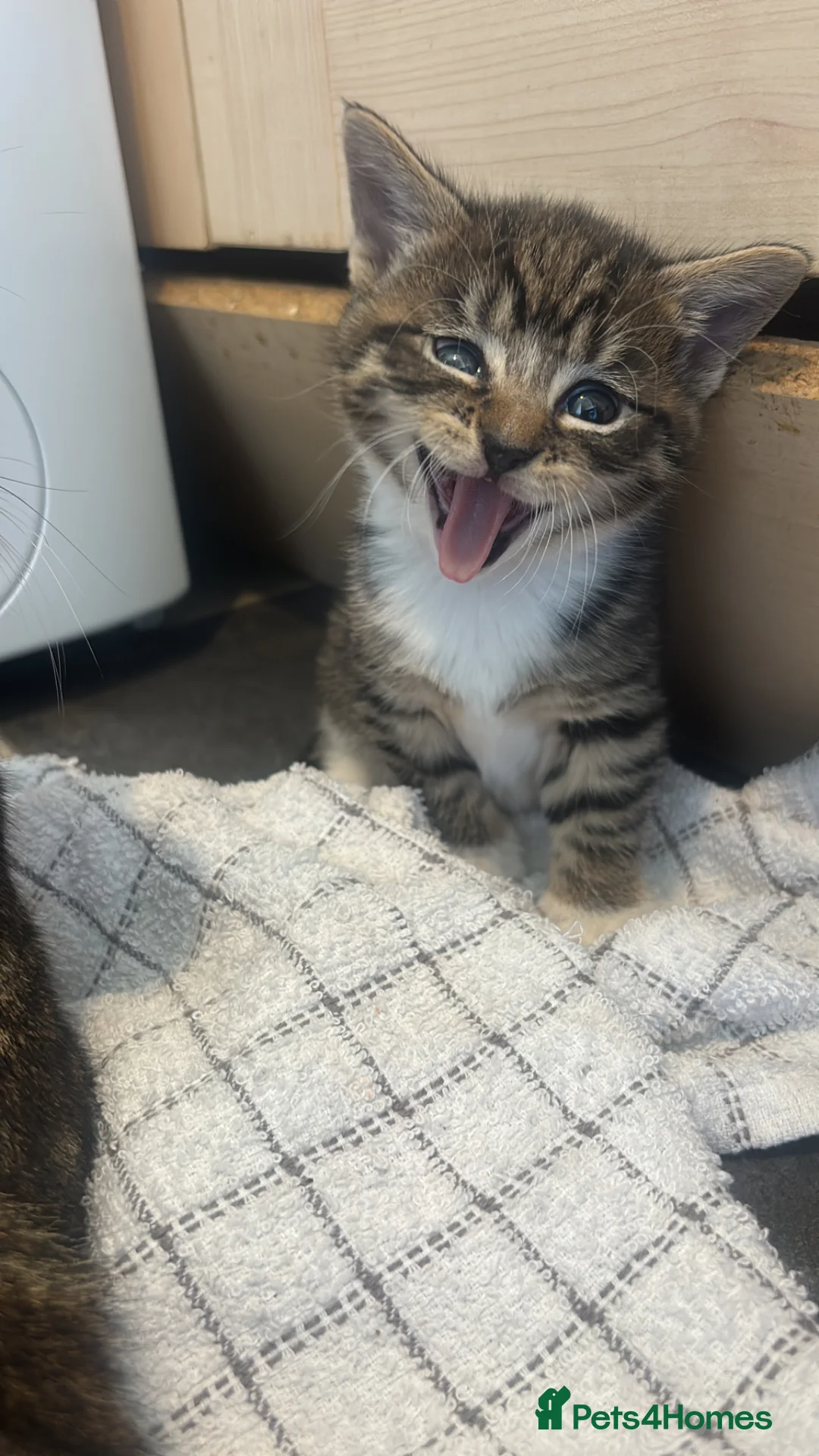 Mixed Breed cats for sale: Kittens  - Advert 2