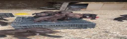 Sprocker dogs for sale: Sprocker Pups  - Advert 15