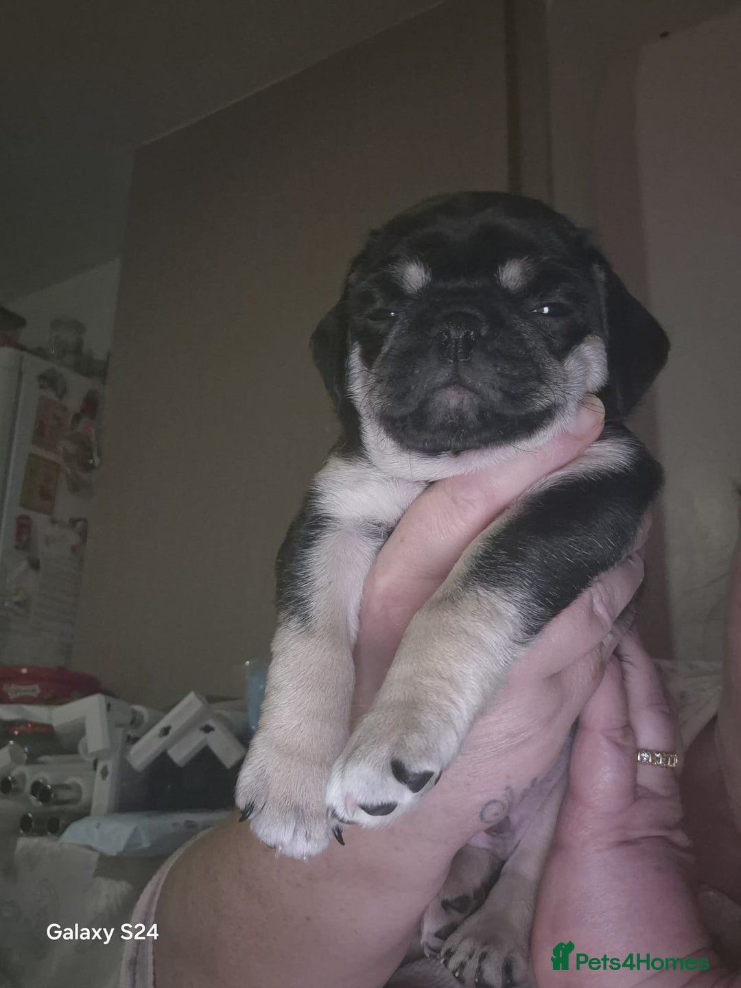Pug dogs for sale: KC reg Pug puppies  - Advert 1