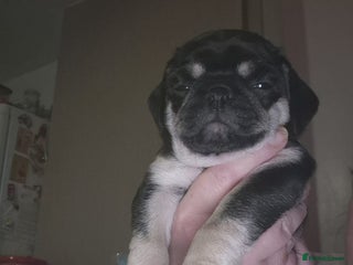 Pug dogs KC reg Pug puppies - Advert 6