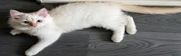 Ragdoll cats for sale: 1 Rare Cream Point Ragdoll Kitten Available - Advert 4