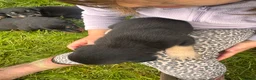 Huntaway dogs for sale: Beautiful huntaway puppies  in Carmarthen - Advert 9