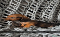 Dachshund dogs for sale: Sausage dogs puppies.  - Image 7
