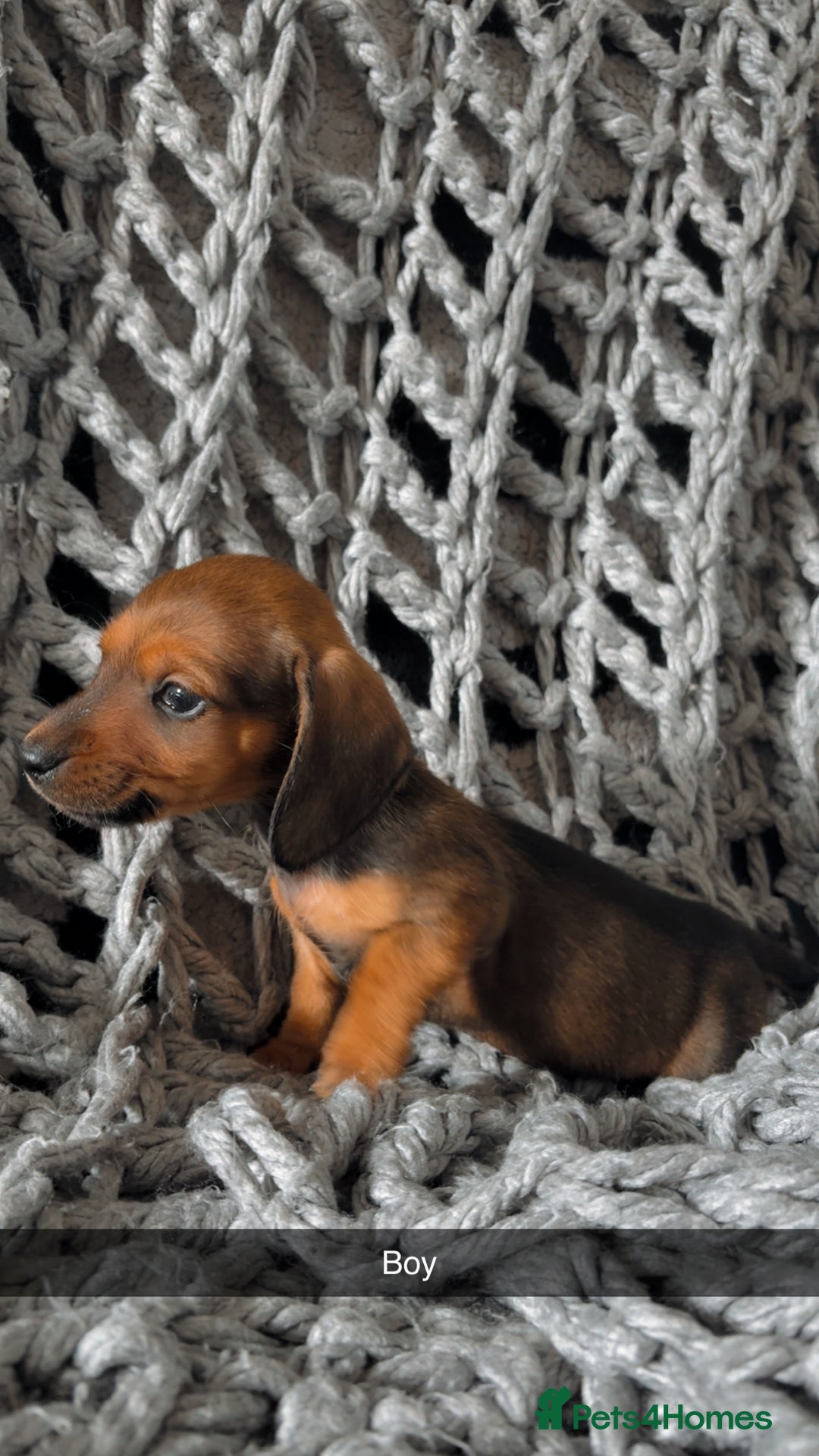 Dachshund dogs for sale: Sausage dogs puppies.  - Image 7
