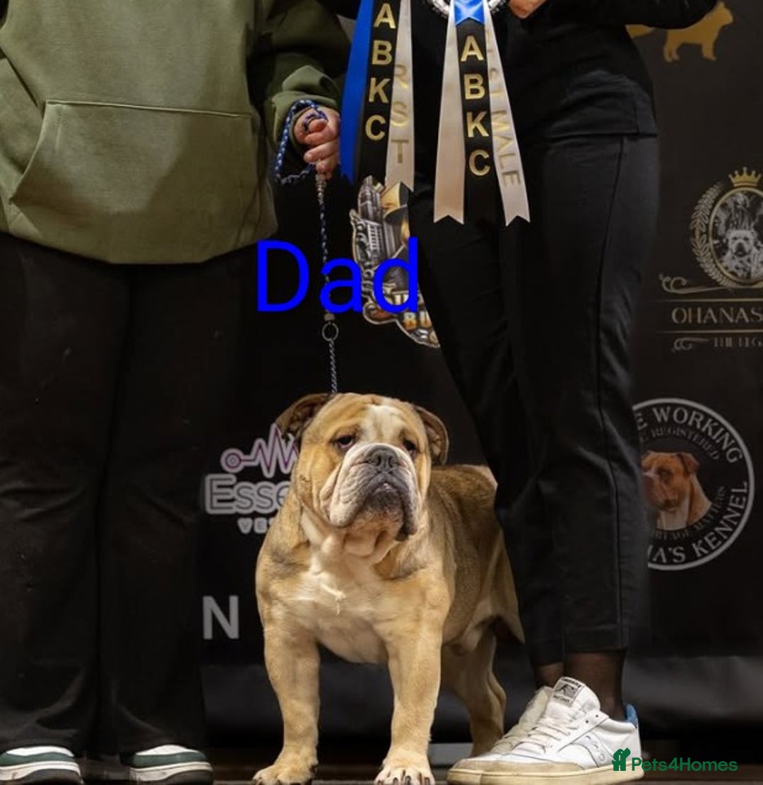 English Bulldog dogs for sale: Outstanding English bulldog puppies  - Advert 18