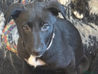 Lurcher dogs 2 LEFT!!! First cross Border collie x Greyhound - Advert 3