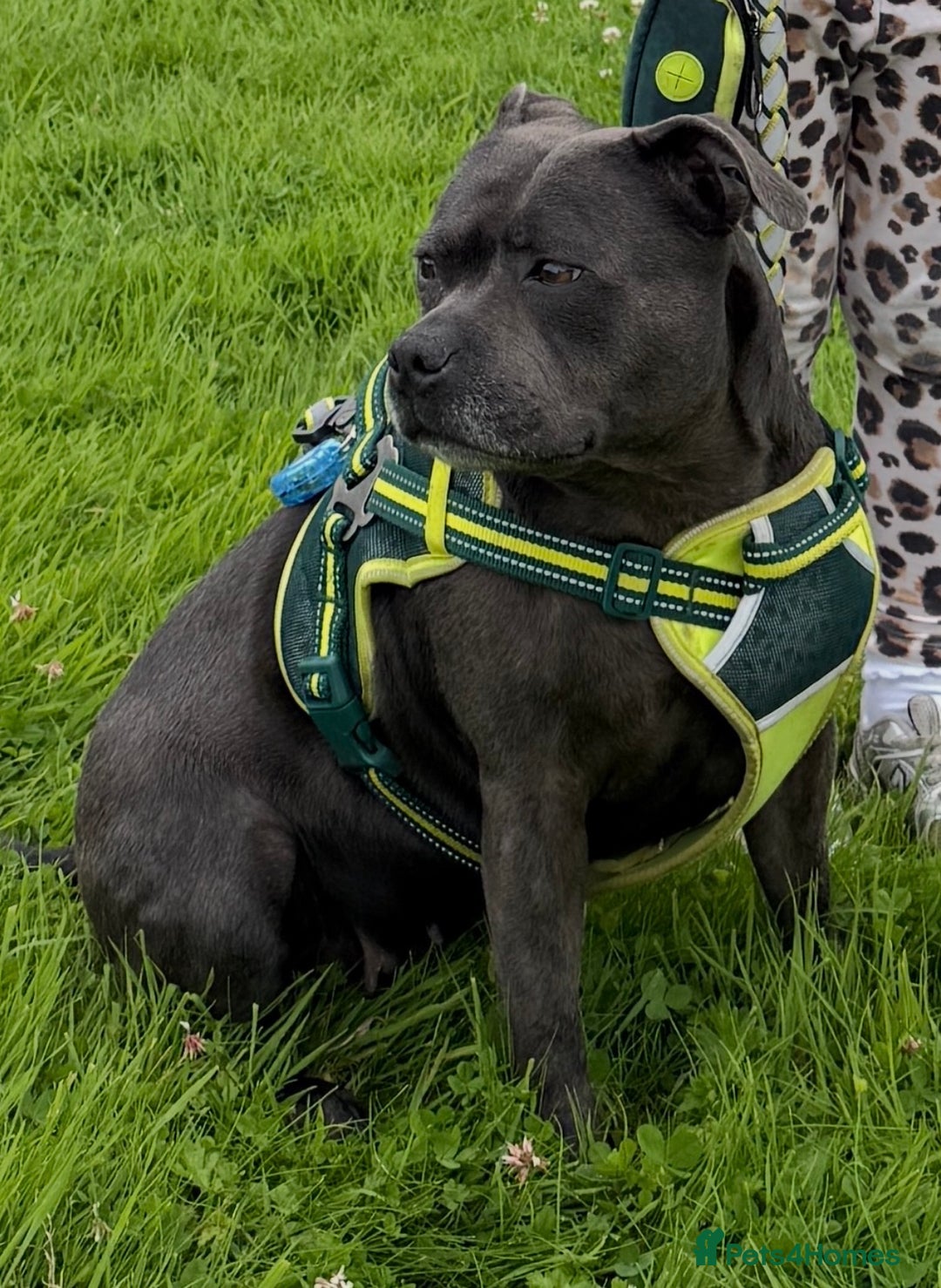 Staffordshire Bull Terrier dogs for sale: Champion Blue Staffy Girl  - Advert 2