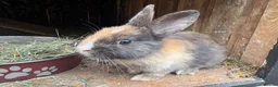 Mixed Breed rabbits for sale: 4 beautiful baby bunnies - Advert 4