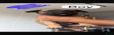 Belgian Shepherd Dog 4