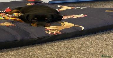 Dachshund dogs - Advert 3