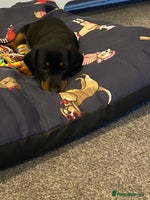 Dachshund dogs - Advert 3