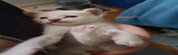 Siamese cats for sale: Siamese mix in Bedford - Advert 21