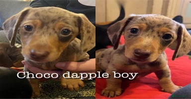 Miniature Dachshund dogs 3 left Kc reg mini dachshunds - Advert 10