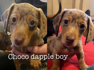 Miniature Dachshund dogs 3 left Kc reg mini dachshunds - Advert 4
