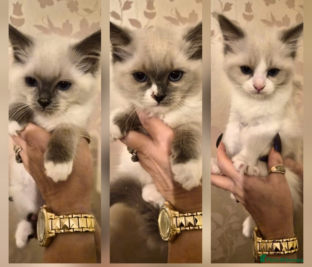 Ragdoll cats for sale: Beautiful purebreed Ragdoll kittens - Advert 1