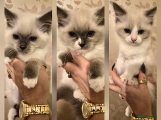 Ragdoll cats Beautiful purebreed Ragdoll kittens - Advert 3