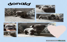 French Bulldog dogs for sale: 2 beautiful litters of French bulldog puppies - Image 4