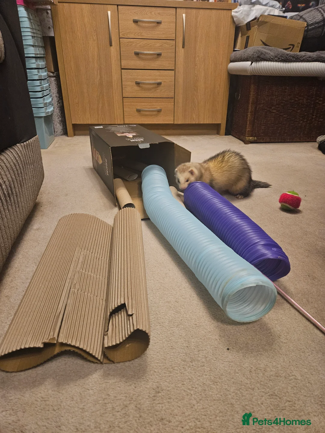 Ferret rodents for sale: Pair of intact male ferrets - 2 young Hobs - Advert 7