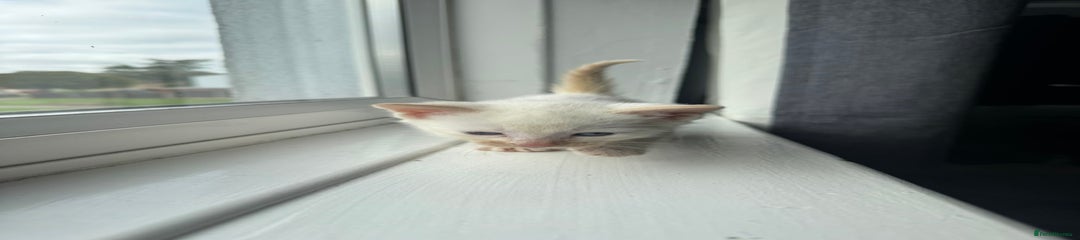 Casper
