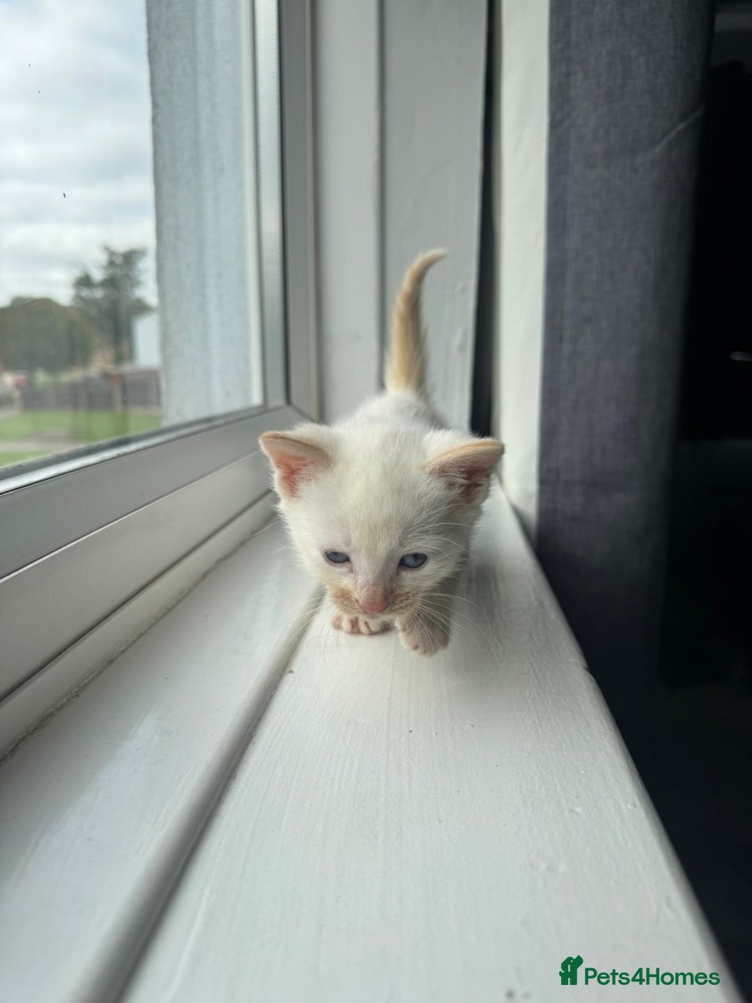 Mixed Breed cats for sale: Mixed kittens for sale - Image 15