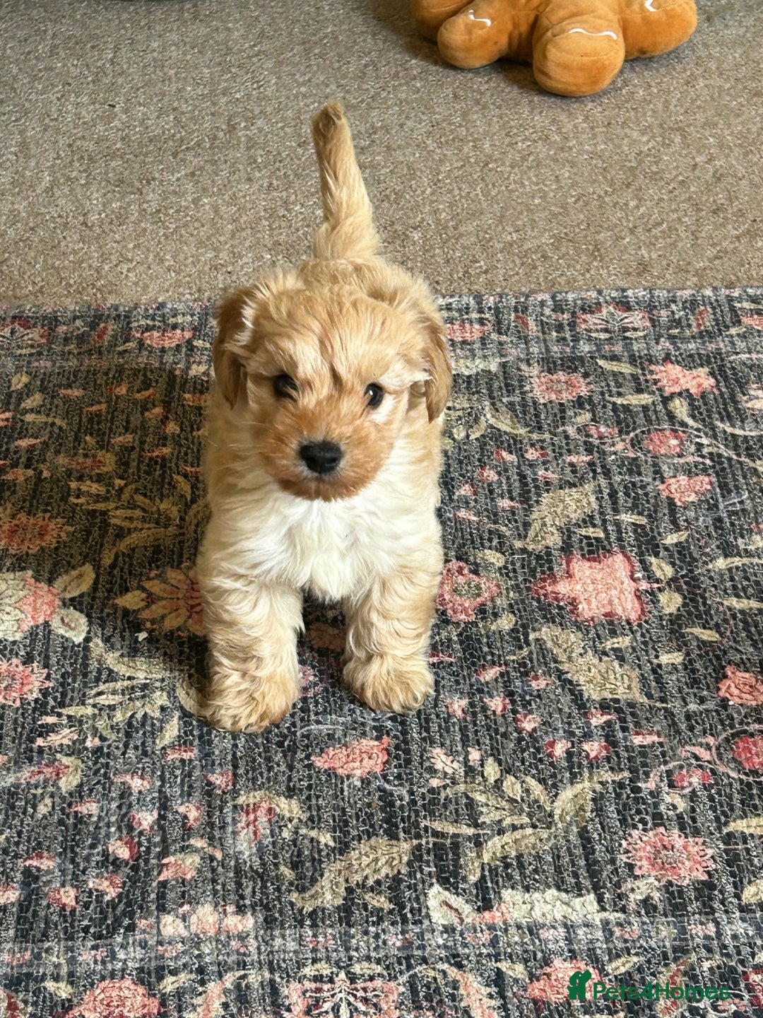 Doxiepoo dogs for sale: doxiepoo puppy / miniature dachshund x poodle boy - Advert 1