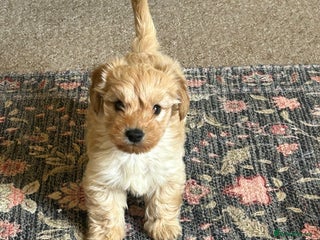 Doxiepoo dogs doxiepoo puppy / miniature dachshund x poodle boy - Advert 3