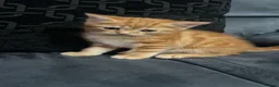 Scottish Fold cats for sale: Scottish Fold Kittens/Ginger+Mixed  - Advert 9