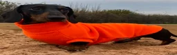Miniature Dachshund dogs for stud: Kc reg IVDD screened pra clear mini smooth  in Newton Abbot - Advert 7