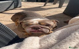 English Bulldog dogs for sale: Rehomimg due to break up - Image 17