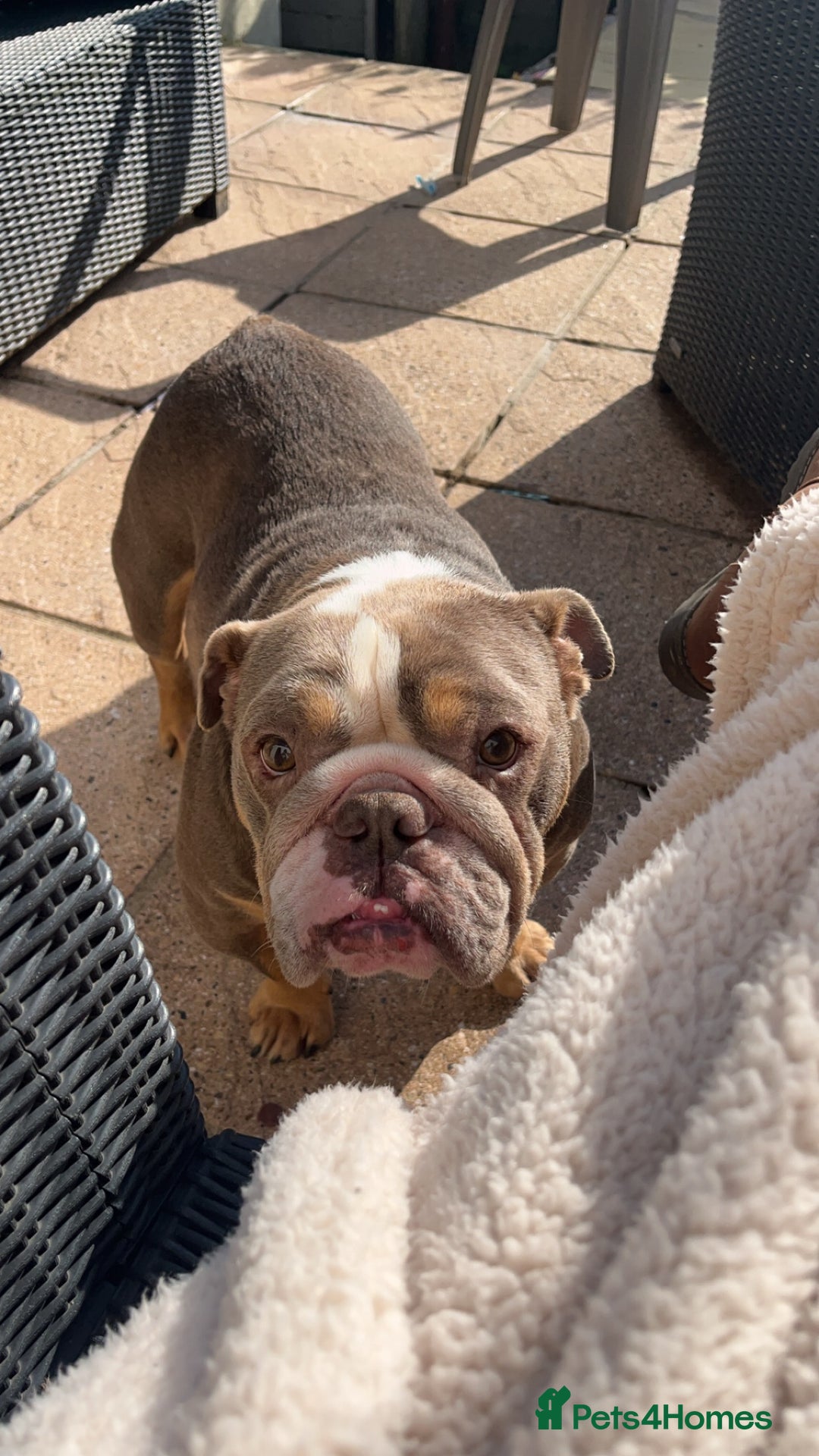 English Bulldog dogs for sale: Rehomimg due to break up - Image 17