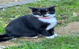 Mixed Breed cats for sale: Female black and white cat - Image 4