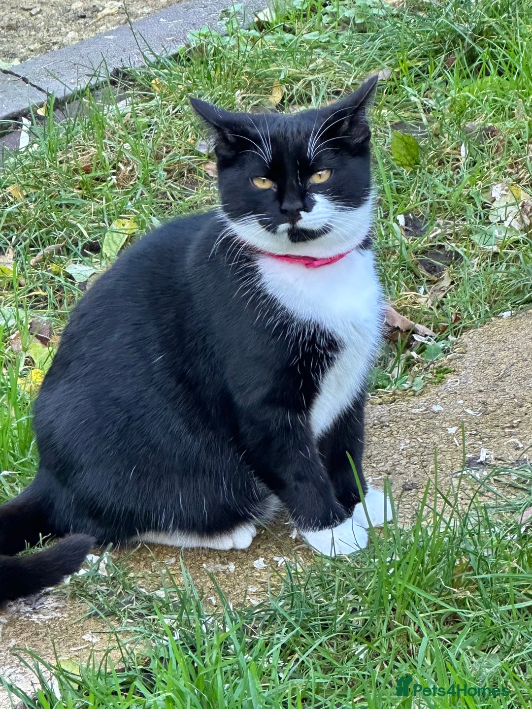 Mixed Breed cats for sale: Female black and white cat - Image 4