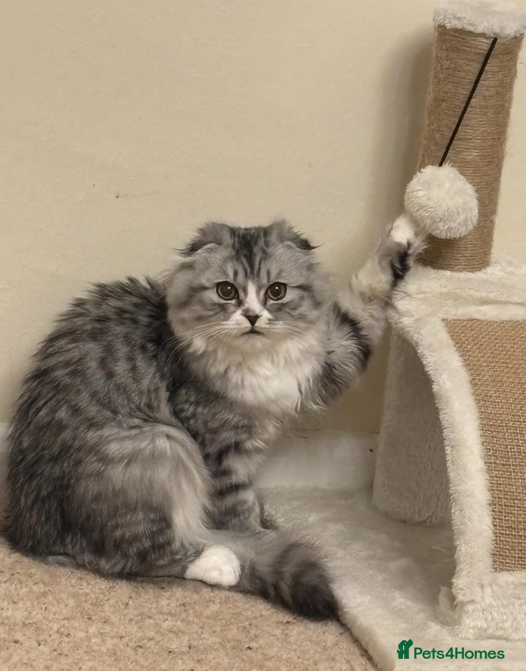 Mixed Breed cats for sale: Mika the lovely Cat - Advert 2