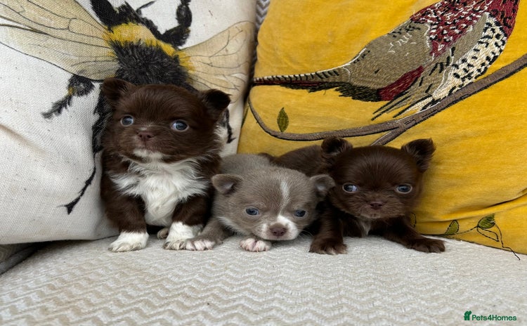 Chihuahua dogs - Advert 2