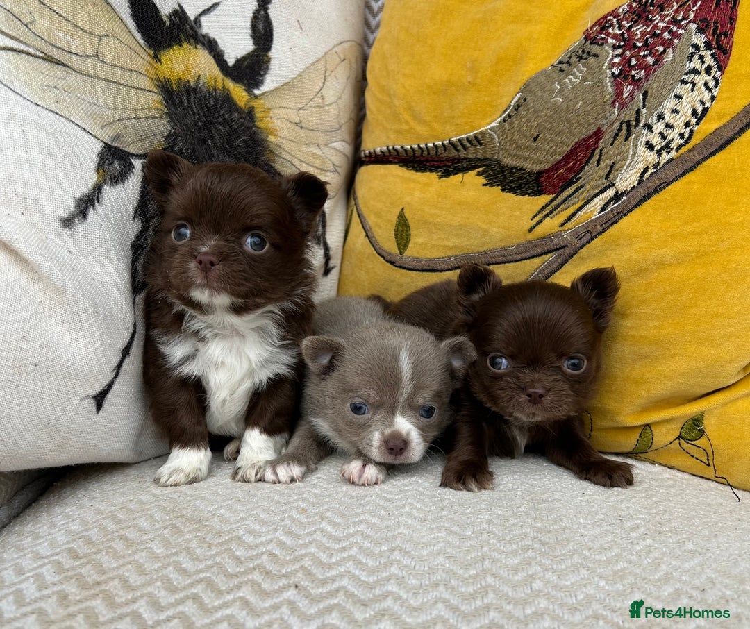 Kennel club Puppies for sale Pets4Homes