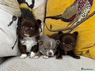 Chihuahua dogs - Advert 5