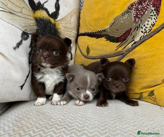 Chihuahua dogs - Advert 8