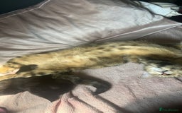 Sphynx cats for sale: House cat x sphinx kittens - Image 16