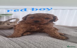 Labradoodle dogs for sale: ✨️Miniture Labradoodles✨️ - Image 6