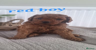 Labradoodle dogs - Advert 1