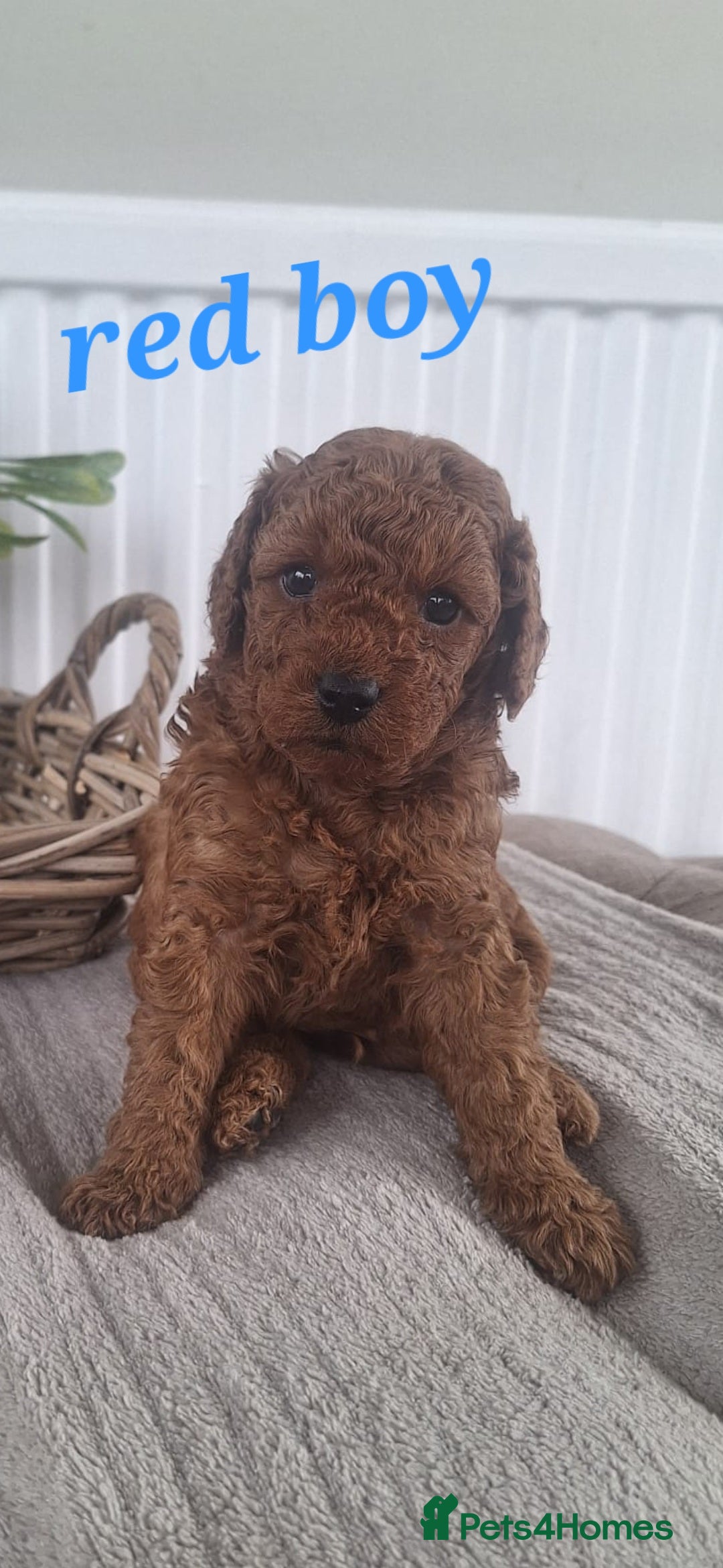 Labradoodle dogs for sale: ✨️Miniture Labradoodles✨️ - Image 6