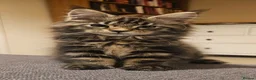 Maine Coon cats for sale: Pure Maine Coon Girls. European Lines - Advert 4