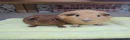 Guinea Pig rodents for sale: Two Girl Guinea pigs - Leeds LS27  - Advert 3