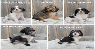 Mixed Breed dogs in Rhayader - Advert 5