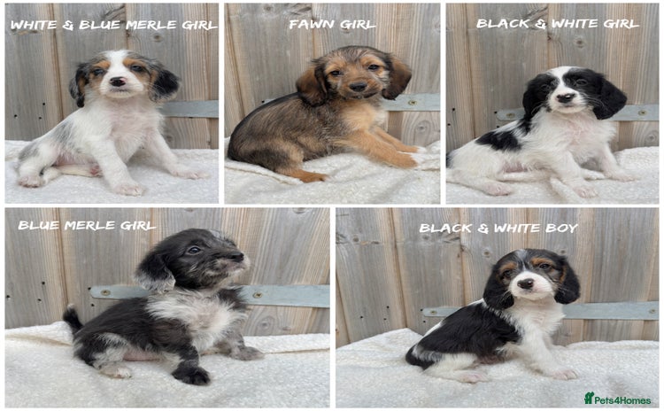 Mixed Breed dogs in Rhayader - Advert 9